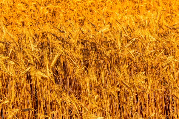 若いライ麦の黄金の耳は 太陽の夜の光線によって点灯 穀物の農業と栽培の概念 — ストック写真