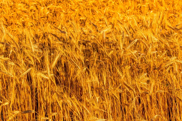 Goldene Ähren Junger Roggen Die Von Den Abendstrahlen Der Sonne — Stockfoto