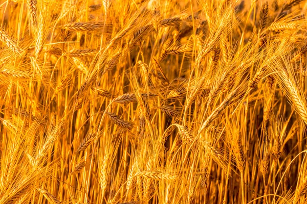 Złote Uszy Młodego Żyta Oświetlone Wieczornymi Promieniami Słońca Koncepcja Rolnictwa — Zdjęcie stockowe