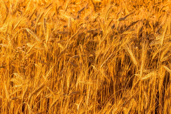 Золотые Уши Молодого Ржаного Хлеба Освещенные Вечерними Лучами Солнца Концепция — стоковое фото