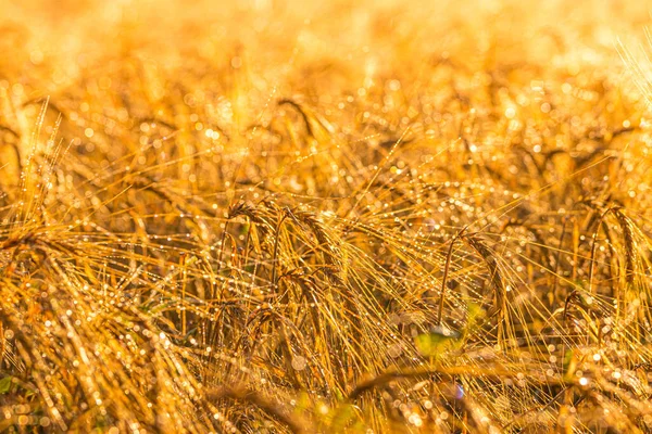 Salida Del Sol Campo Agrícola Con Orejas Doradas Centeno Maduro — Foto de Stock