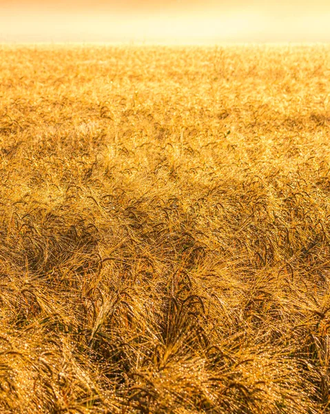 Nascer Sol Campo Agrícola Com Orelhas Ouro Centeio Maduro Coberto — Fotografia de Stock