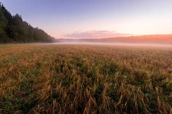 Zmierzch Polu Rolniczym Mgłą Złotym Żytem Pokrytym Rosą Wczesnym Letnim — Zdjęcie stockowe