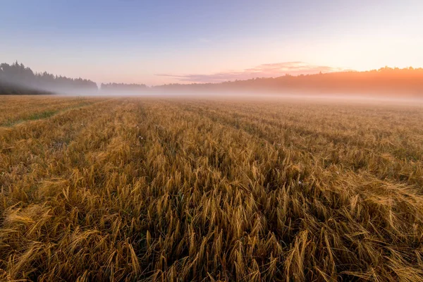 Soumrak Zemědělském Poli Mlhou Zlatým Žitem Pokrytým Rosou Časného Letního — Stock fotografie