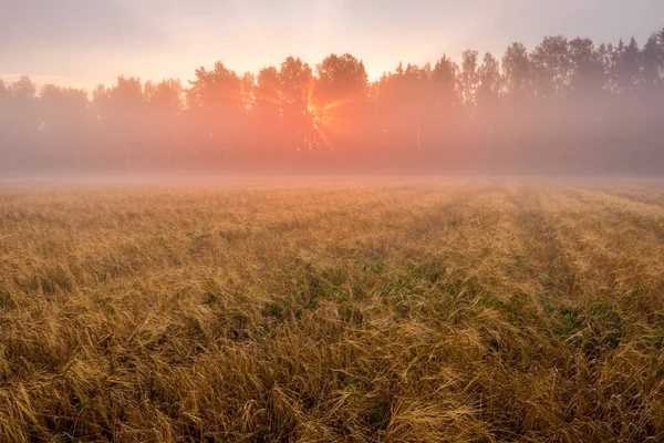 Salida Del Sol Campo Agrícola Con Rayos Sol Través Niebla —  Fotos de Stock