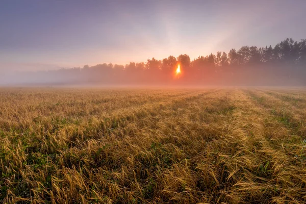Восход Солнца Сельскохозяйственном Поле Солнечными Лучами Сквозь Туман Золотой Росой — стоковое фото