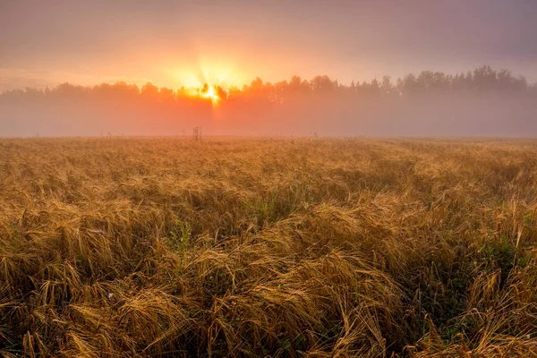 Схід Сонця Сільськогосподарському Полі Туманом Золотим Жилом Покритий Росою Початку — стокове фото