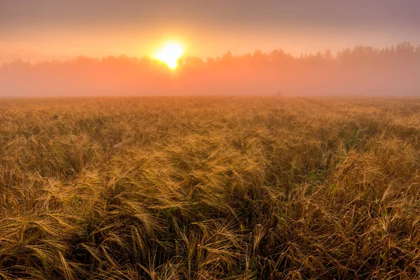 Схід Сонця Сільськогосподарському Полі Туманом Золотим Жилом Покритий Росою Початку — стокове фото