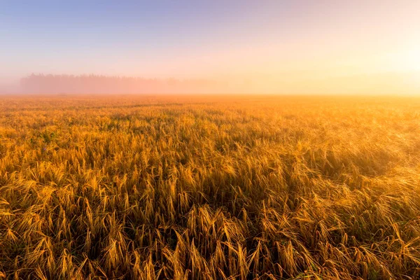 Alba Campo Agricolo Con Nebbia Segale Dorata Coperto Rugiada Una — Foto Stock