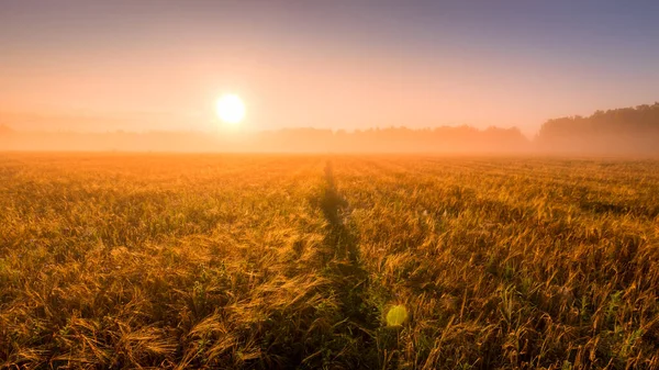Схід Сонця Сільськогосподарському Полі Туманом Стежкою Золотим Жилом Покритий Росою — стокове фото