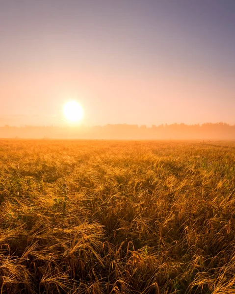 Восход Солнца Сельскохозяйственном Поле Туманом Золотой Росой Покрытой Росой Ранним — стоковое фото