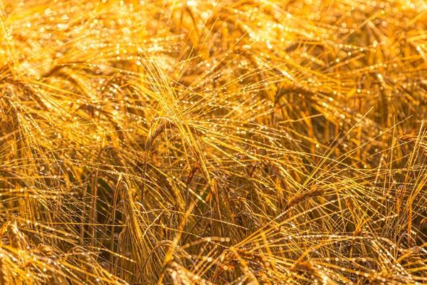 Salida Del Sol Campo Agrícola Con Orejas Doradas Centeno Maduro — Foto de Stock