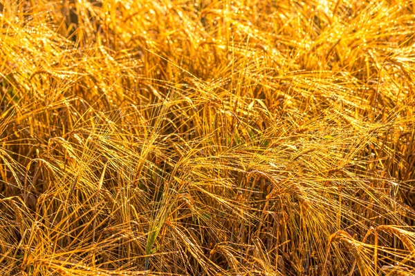 Salida Del Sol Campo Agrícola Con Orejas Doradas Centeno Maduro — Foto de Stock