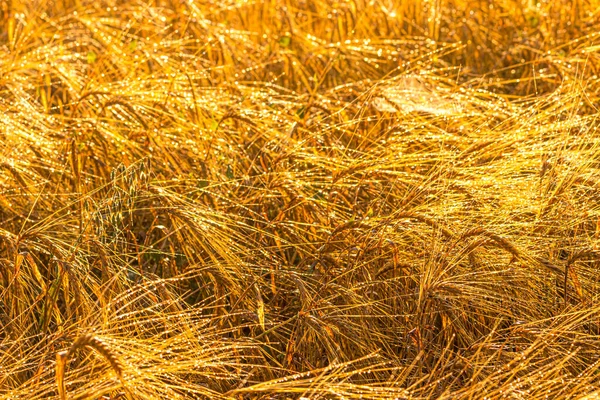 Salida Del Sol Campo Agrícola Con Orejas Doradas Centeno Maduro — Foto de Stock