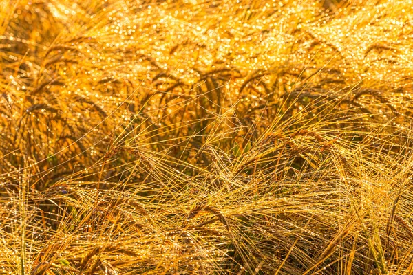 Sonnenaufgang Einem Landwirtschaftlichen Feld Mit Goldenen Ähren Von Reifem Roggen — Stockfoto