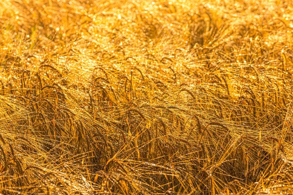 清晨时分 在一个金黄色的黑麦穗覆盖着露珠的农田里 升起了太阳 太阳光在水滴中反射出来 — 图库照片