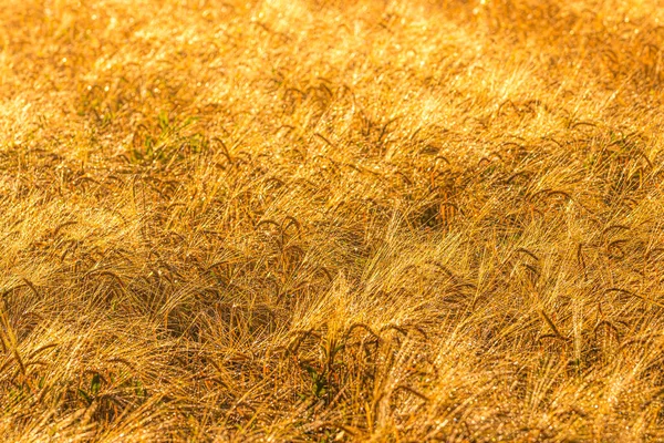 Sunrise Agricultural Field Golden Ears Ripe Rye Covered Dew Early — Stock Photo, Image