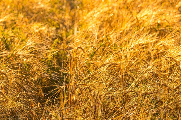 Nascer Sol Campo Agrícola Com Orelhas Ouro Centeio Maduro Coberto — Fotografia de Stock