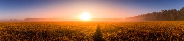 Sunrise in an agricultural field with fog, path and golden rye covered with dew on an early summer morning. Panorama.