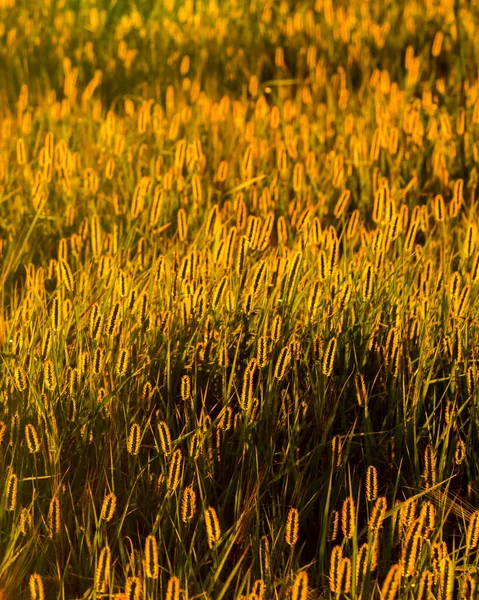 Oreilles Vertes Jeunes Seigle Éclairées Par Les Rayons Soleil Soir — Photo