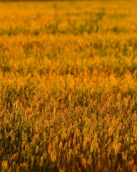 Zielone Uszy Młodego Żyta Oświetlone Wieczornymi Promieniami Słońca Koncepcja Rolnictwa — Zdjęcie stockowe