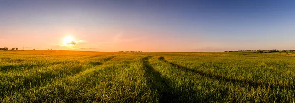 Захід Сонця Або Схід Сонця Сільськогосподарському Полі Вухами Молодої Зеленої — стокове фото