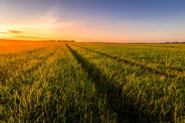 Solnedgång Eller Soluppgång Ett Jordbruksfält Med Öron Ungt Grönt Vete — Stockfoto
