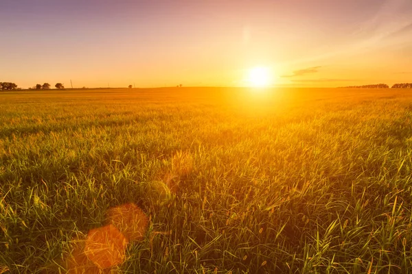 Sonnenuntergang Oder Sonnenaufgang Einem Landwirtschaftlichen Feld Mit Ähren Jungen Grünen — Stockfoto