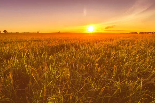 Sonnenuntergang Oder Sonnenaufgang Einem Landwirtschaftlichen Feld Mit Ähren Jungen Grünen — Stockfoto