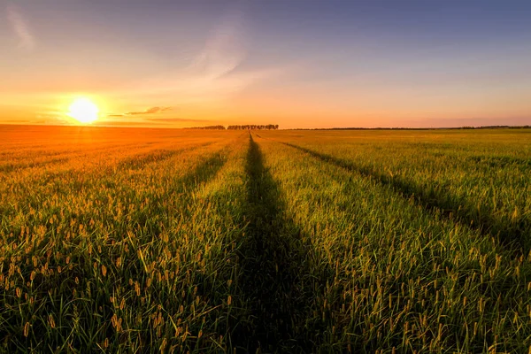 Solnedgång Eller Soluppgång Ett Jordbruksfält Med Öron Ungt Grönt Vete — Stockfoto