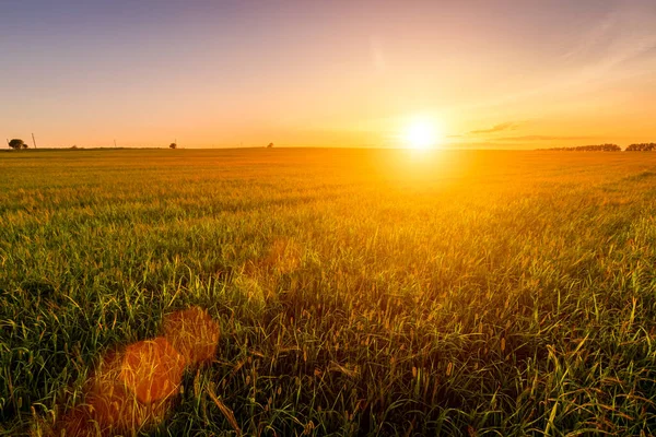 Sonnenuntergang Oder Sonnenaufgang Einem Landwirtschaftlichen Feld Mit Ähren Jungen Grünen — Stockfoto