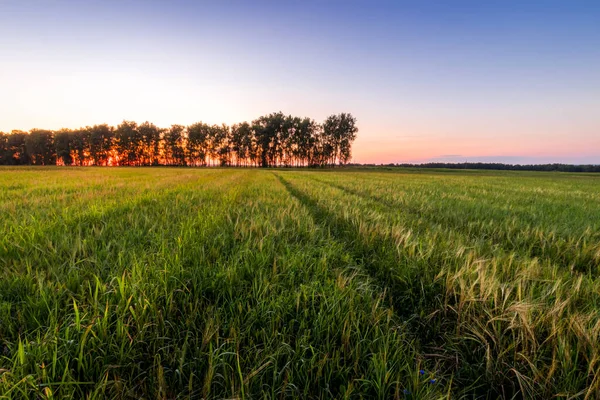 Crepúsculo Campo Agrícola Con Espigas Trigo Verde Joven Camino Través —  Fotos de Stock