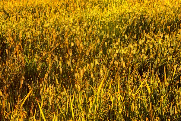 Zielone Uszy Młodego Żyta Oświetlone Wieczornymi Promieniami Słońca Koncepcja Rolnictwa — Zdjęcie stockowe