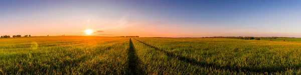 Sunset Sunrise Agricultural Field Ears Young Green Wheat Path Sunny — Stock Photo, Image