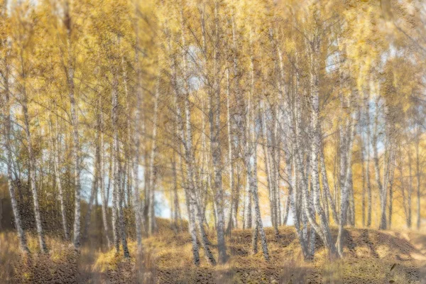 金秋雨后 黄叶的桦树在潮湿的玻璃后面被太阳照亮 把坏天气变成好天气和落叶的概念 抽象模糊的景观 — 图库照片