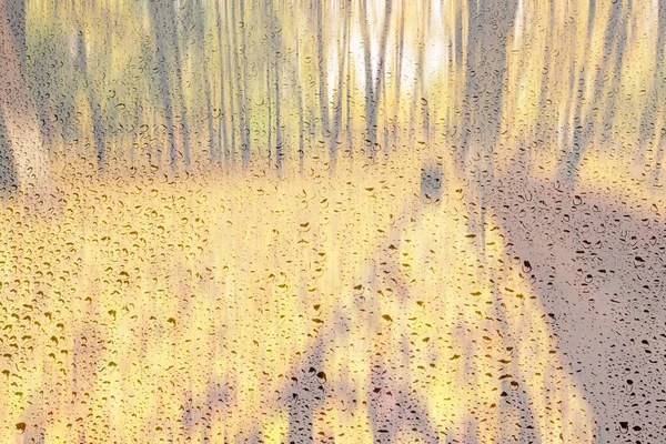 Parque Día Con Hojas Arce Amarillo Pavimento Bancos Detrás Vidrio —  Fotos de Stock