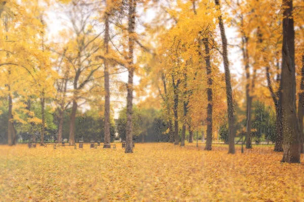 Tagesparkplatz Mit Gelben Ahornblättern Bürgersteig Und Bänken Hinter Nassem Regenglas — Stockfoto