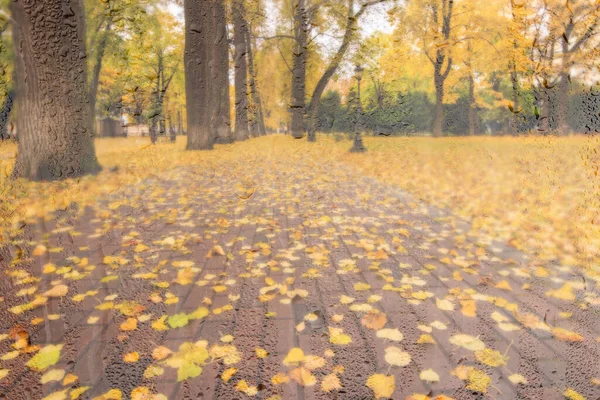 Tagesparkplatz Mit Gelben Ahornblättern Bürgersteig Und Bänken Hinter Nassem Regenglas — Stockfoto