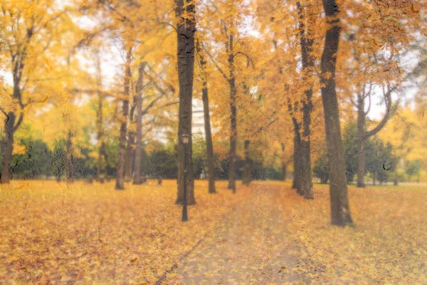 黄色のカエデの葉 舗装や黄金の秋に濡れた雨のガラスの背後にベンチを持つ日公園 悪天候 季節や葉の秋の概念 アブストラクトぼやけた風景 — ストック写真
