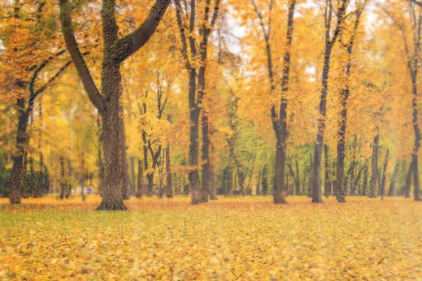 Tagesparkplatz Mit Gelben Ahornblättern Bürgersteig Und Bänken Hinter Nassem Regenglas — Stockfoto