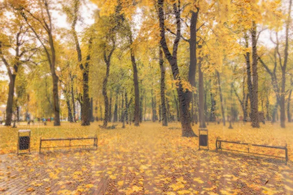 Parque Dia Com Folhas Bordo Amarelas Pavimento Bancos Atrás Vidro — Fotografia de Stock