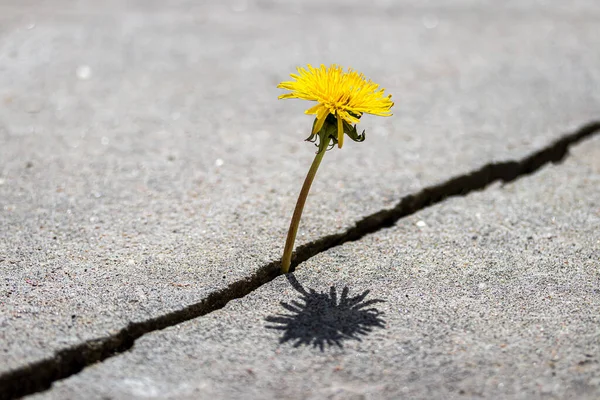 Egy Sárga Pitypang Virág Egy Repedés Beton Vagy Cement Növekedés — Stock Fotó
