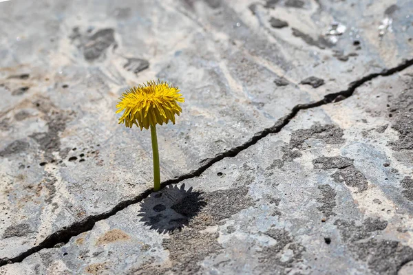 Gul Maskros Blomma Som Växer Från Spricka Betong Eller Cement — Stockfoto