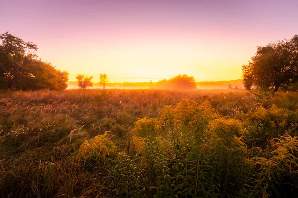 Foggy Lever Soleil Sur Champ Automne Avec Herbe Des Arbres — Photo