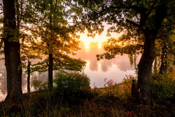 Gyllene Dimmig Soluppgång Dammen Höstmorgonen Träd Med Solens Strålar Som — Stockfoto