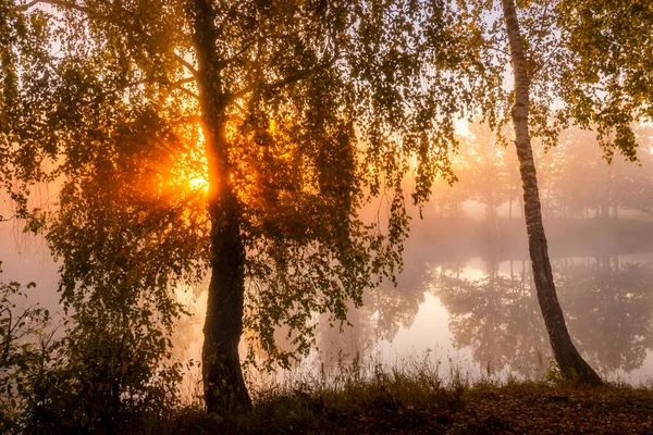 Złoty Mglisty Wschód Słońca Nad Stawem Jesienią Rano Drzewa Promieniami — Zdjęcie stockowe