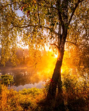 Sonbahar sabahı gölette altın sisli bir gün doğumu. Dalları kesen güneş ışınlı ağaçlar suya yansıyor..