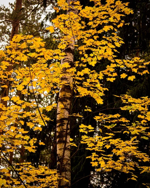 Σφεντάμι Χρυσά Φύλλα Στο Πευκοδάσος Του Φθινοπώρου — Φωτογραφία Αρχείου