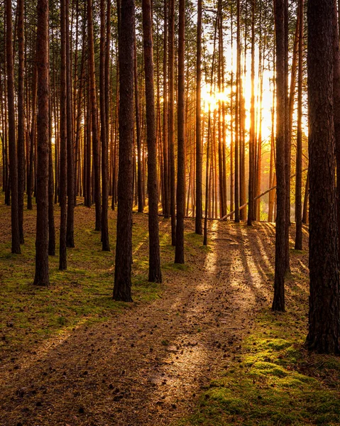 Sonnenuntergang Oder Sonnenaufgang Herbstlichen Kiefernwald Sonnenstrahlen Leuchten Zwischen Baumstämmen — Stockfoto