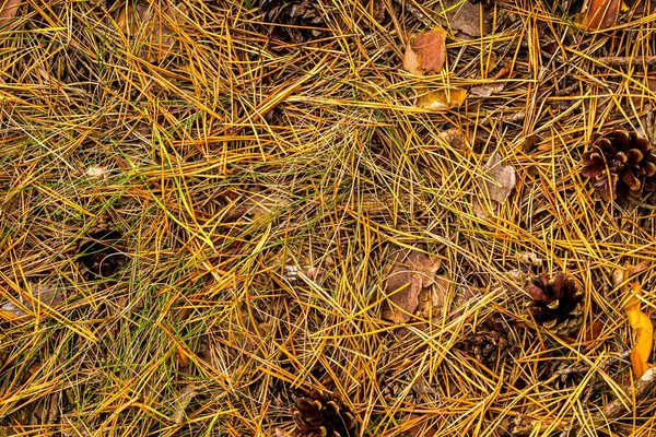 Сосновые Шишки Иглы Лежат Земле Естественный Осенний Фон — стоковое фото